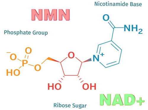 Nước uống nmn là gì